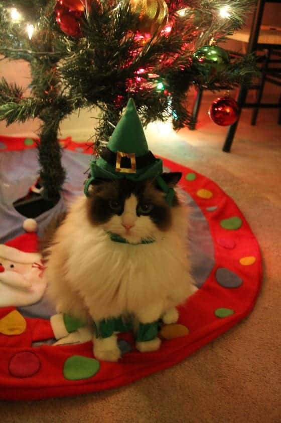 Kittens Christmas Outfits - 20 Christmas Costumes For Cats