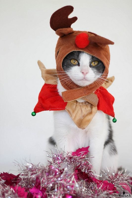 Kittens Christmas Outfits - 20 Christmas Costumes For Cats