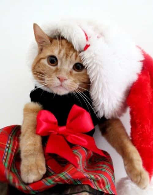 Kittens' Christmas Outfits - 25 Christmas Costumes For Cats
