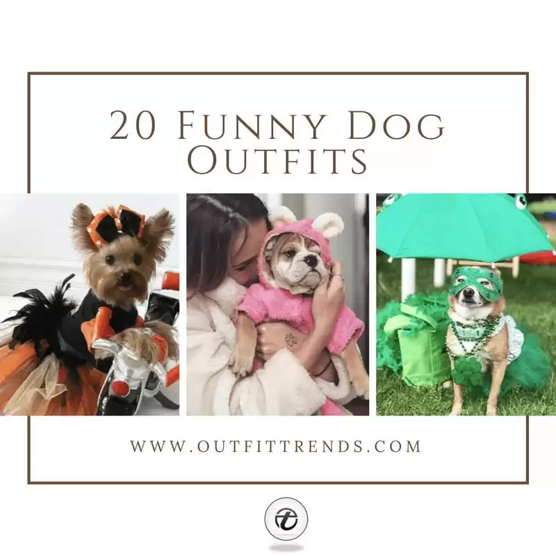 20 Most Funny Costumes for Dogs