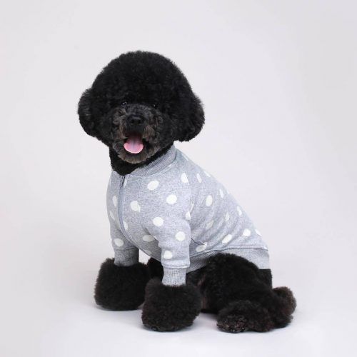 Funny Outfits for Dogs – 20 Most Funny Clothes for Dogs