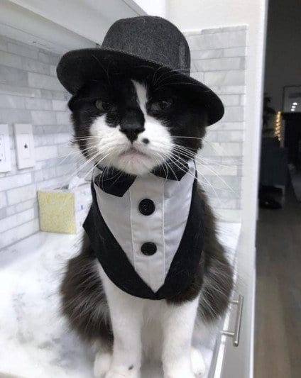Funny Outfits For Cats – 20 Most Funny Clothes For Cats