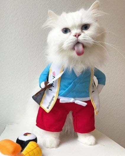 Funny Outfits For Cats – 20 Most Funny Clothes For Cats