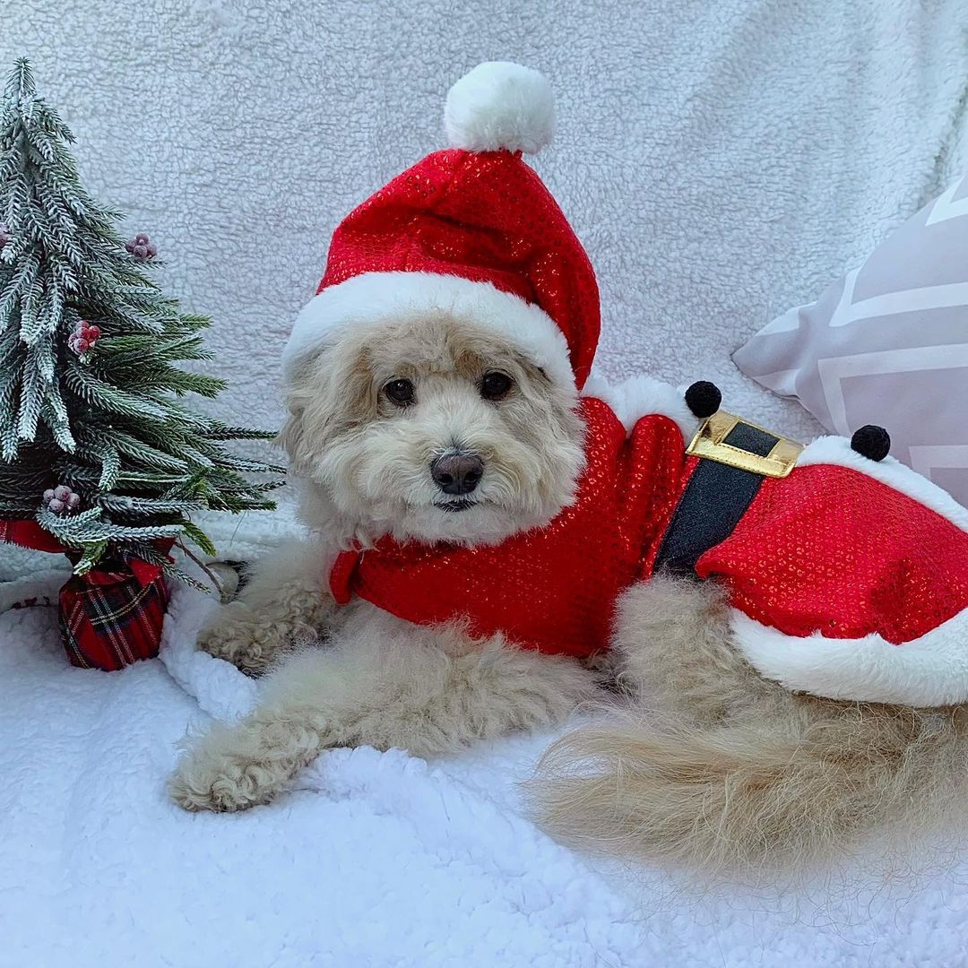 Christmas outfits for dogs 15