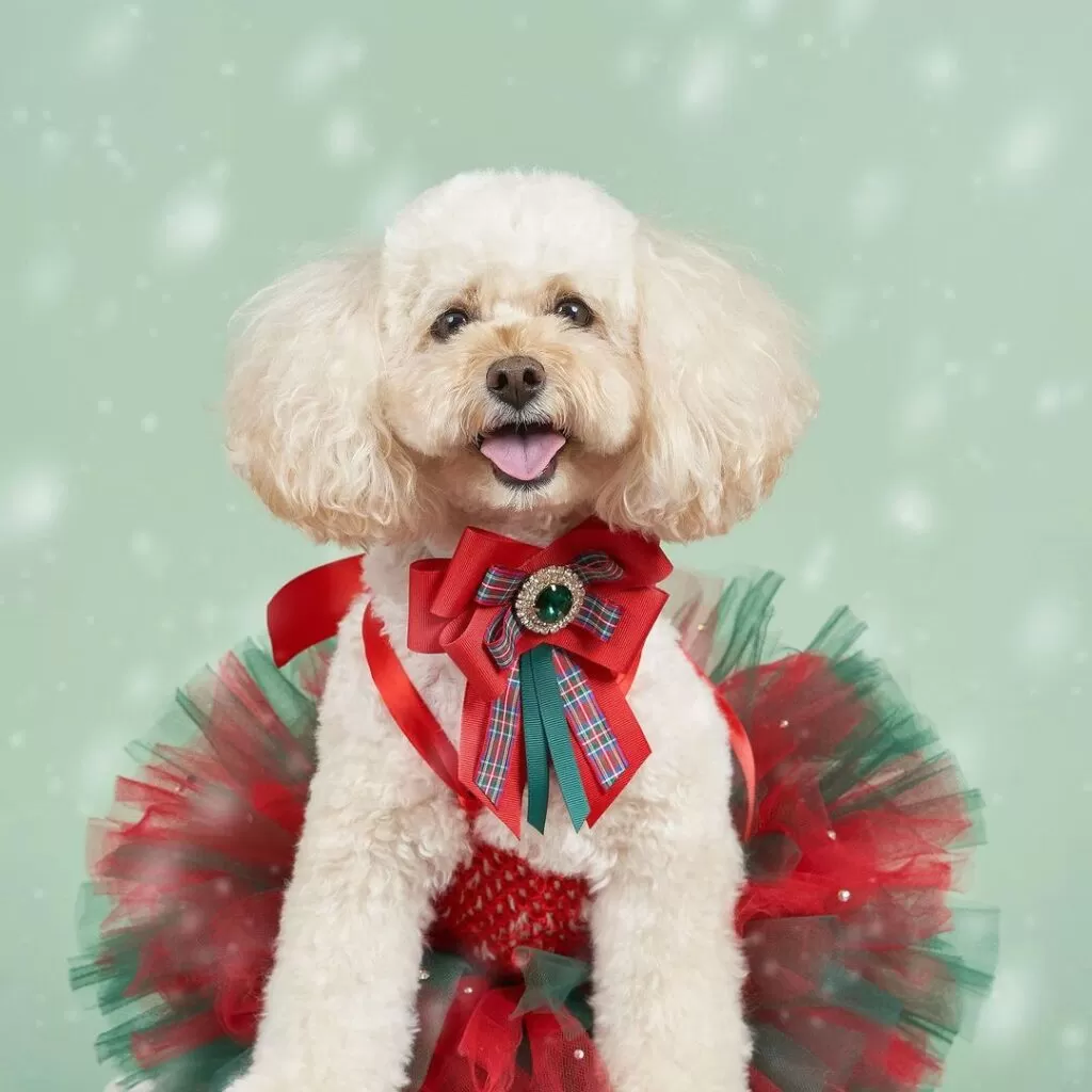 Christmas outfits for dogs 6