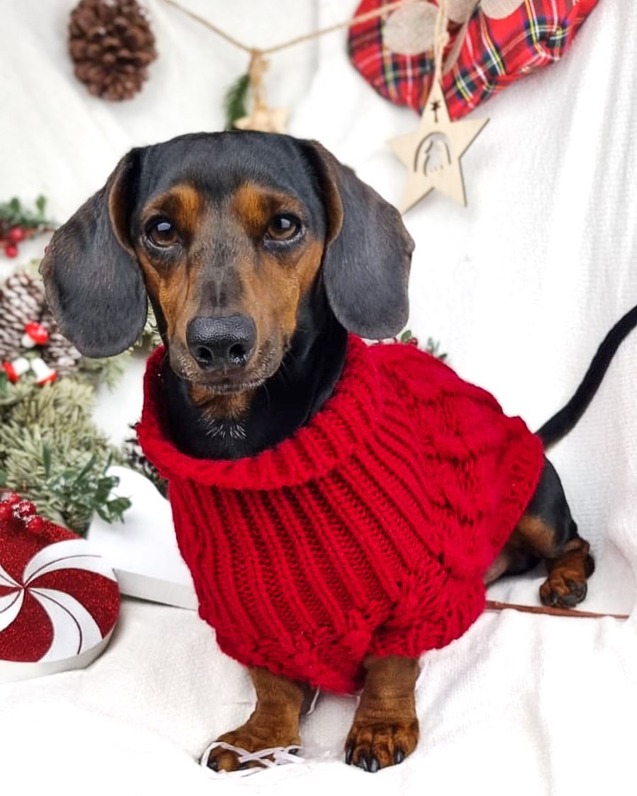 Christmas outfits for dogs 7