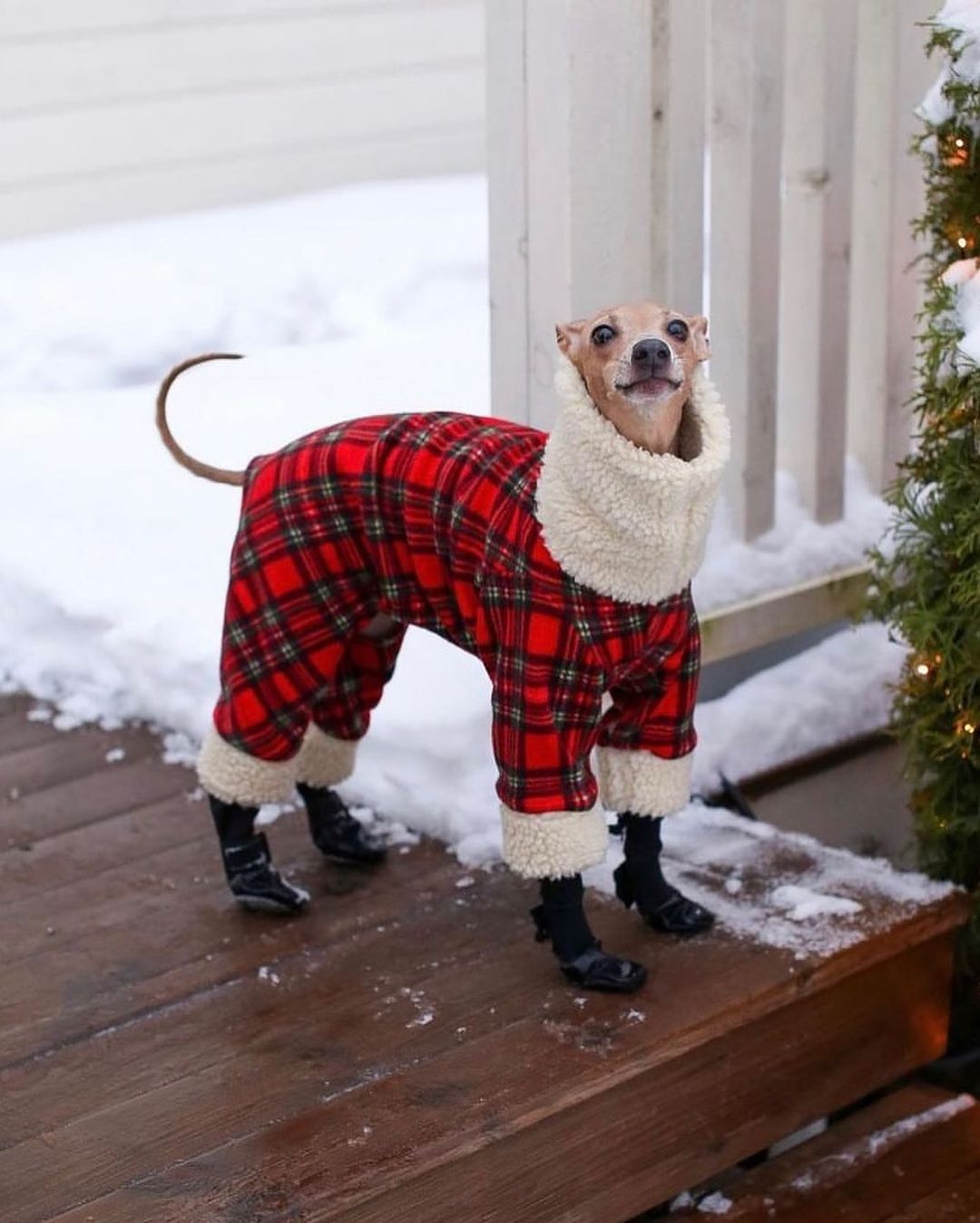 Christmas outfits for dogs 8